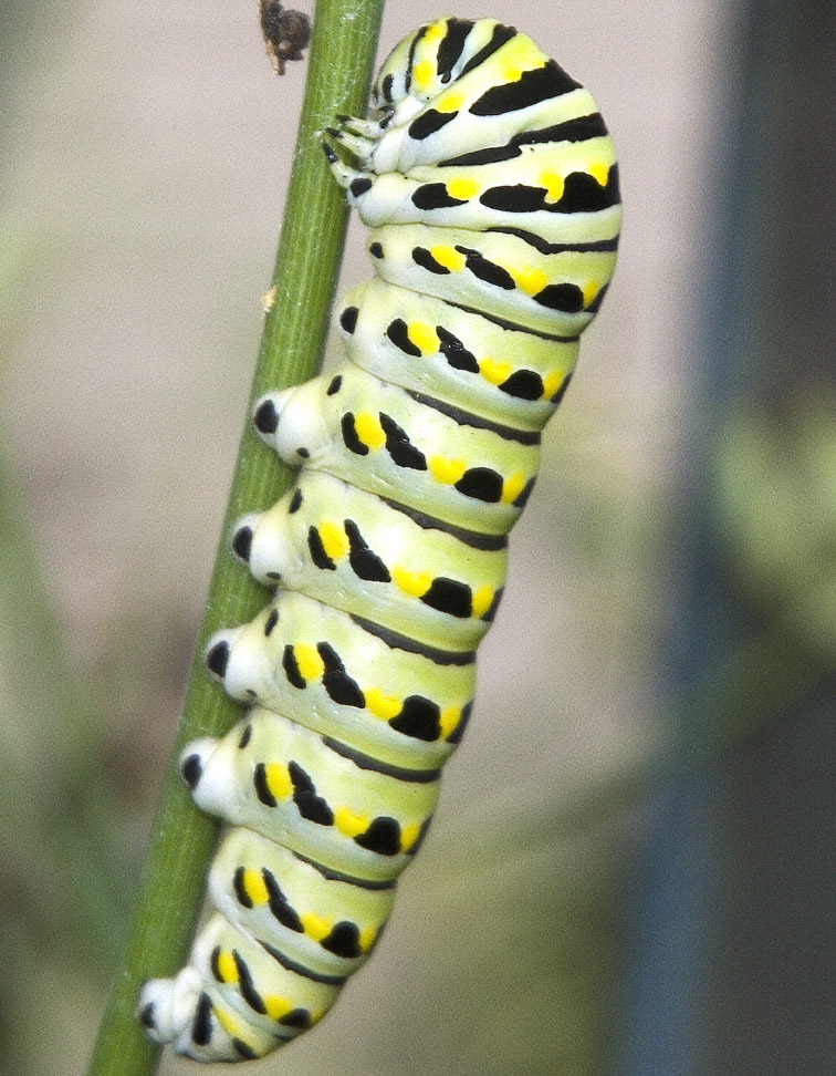 Swallowtail Caterpillar detail by slephoto