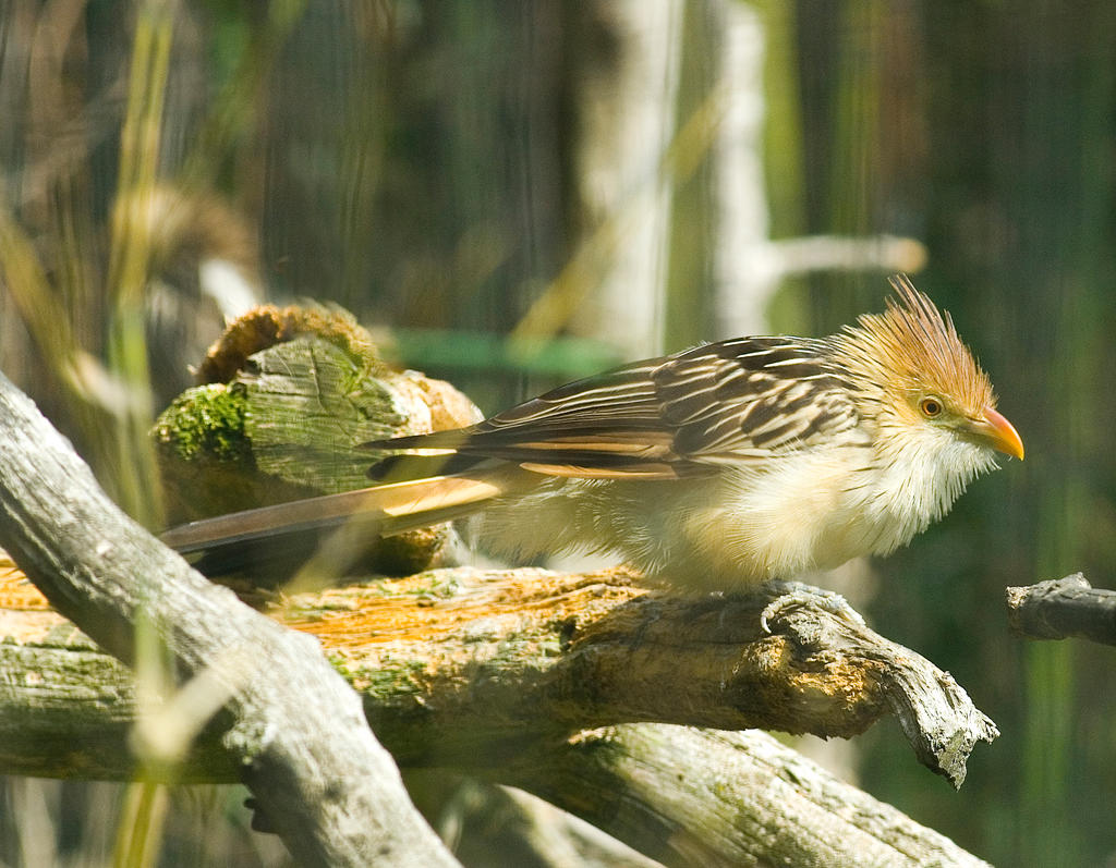 Guira Cuckoo No. 01 STOCK by slephoto