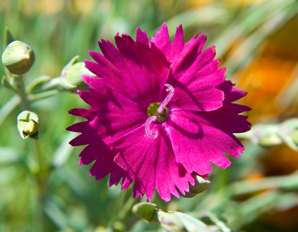Dianthus Neon Star Hardy Pink No. 1 by slephoto