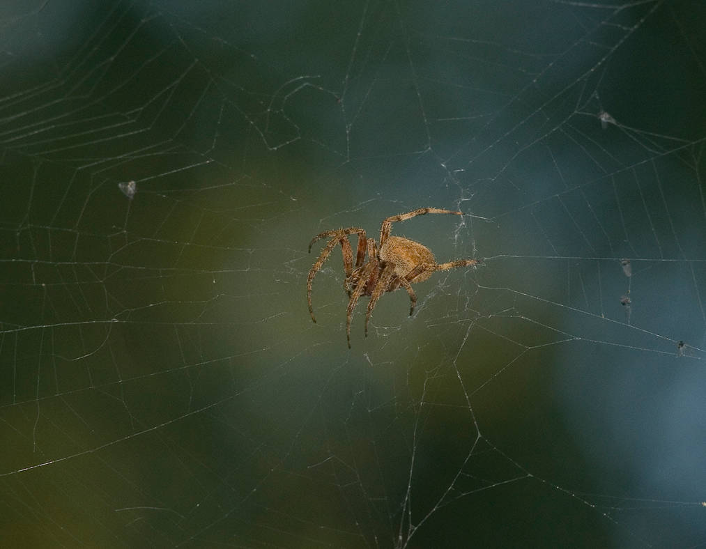 Neoscona Crucifera No. 2 by slephoto