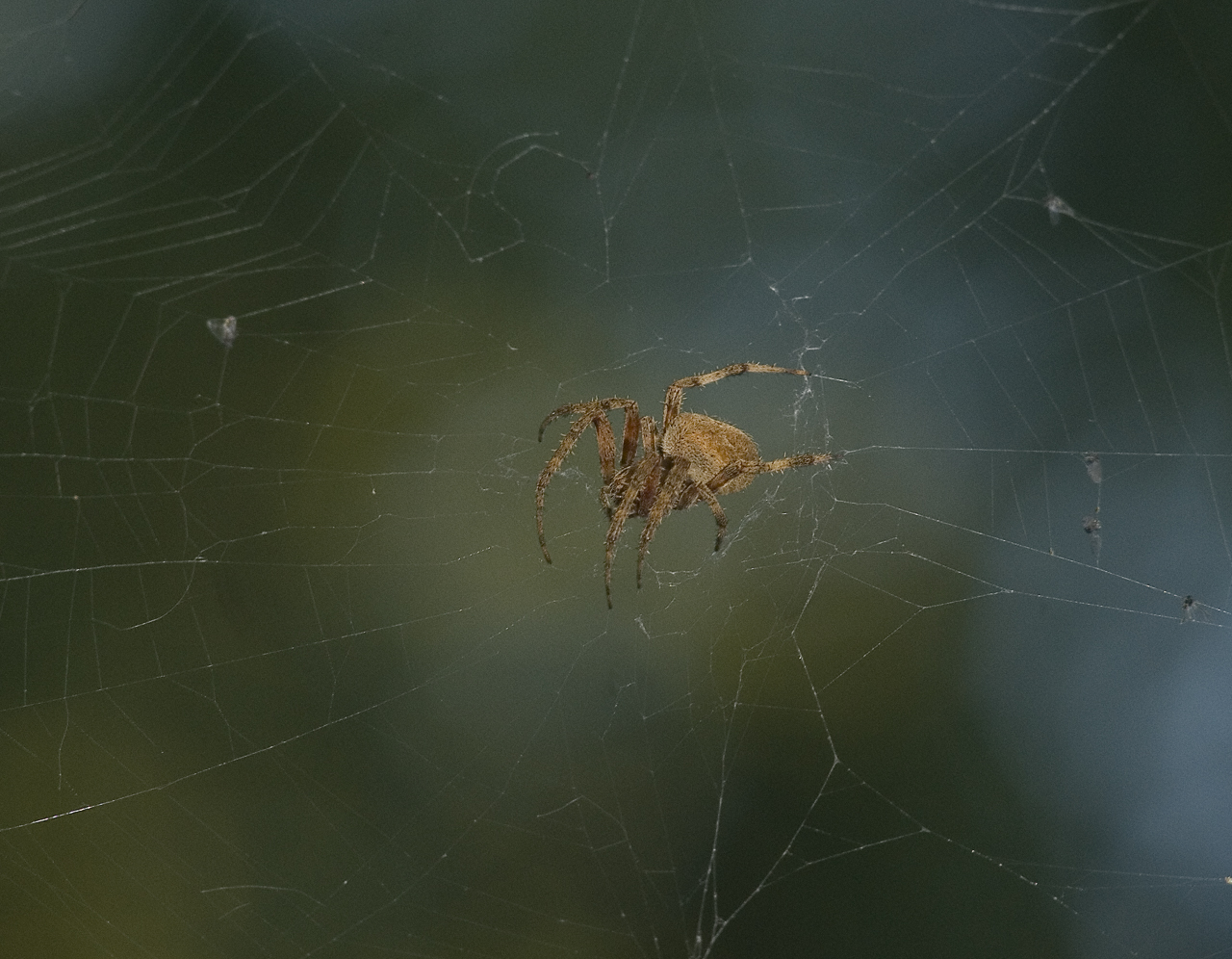 Neoscona Crucifera No. 2 by slephoto
