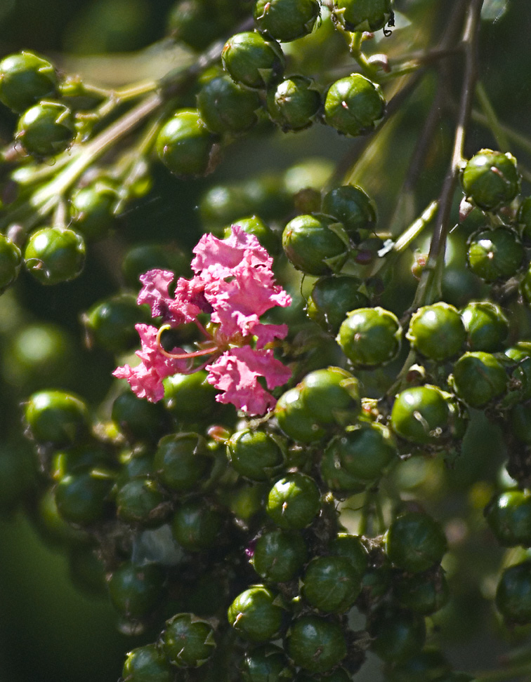 Pink Lantana Camara No. 1 by slephoto