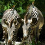 Grevy's Zebra No. 1 STOCK