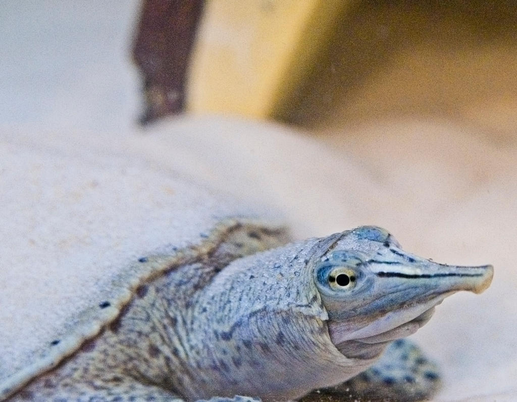 Spiny Softshell Turtle No. 1 STOCK