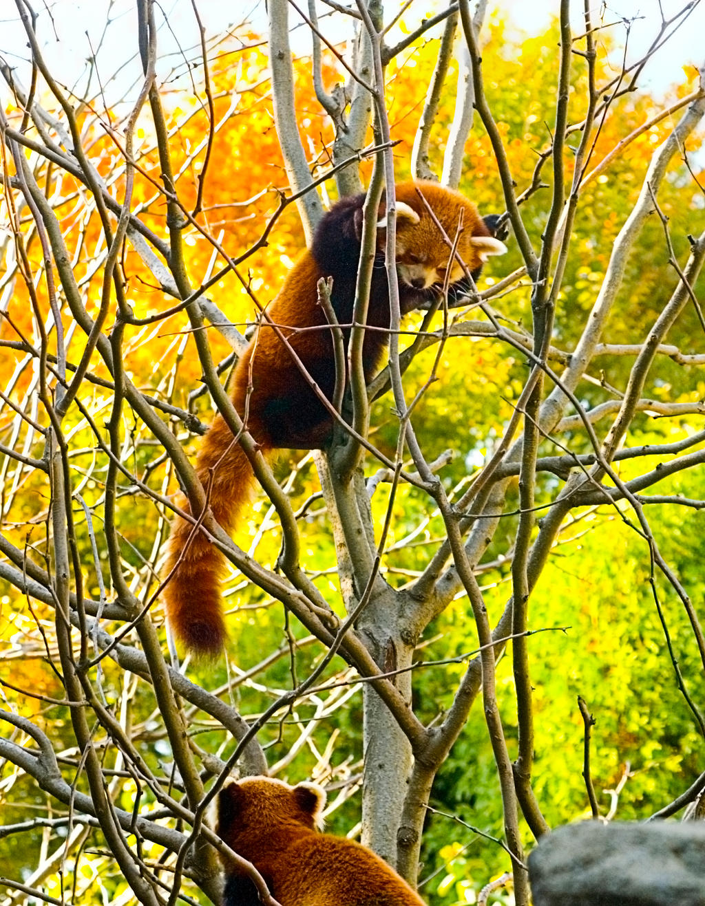 Red Pandas No. 1 STOCK