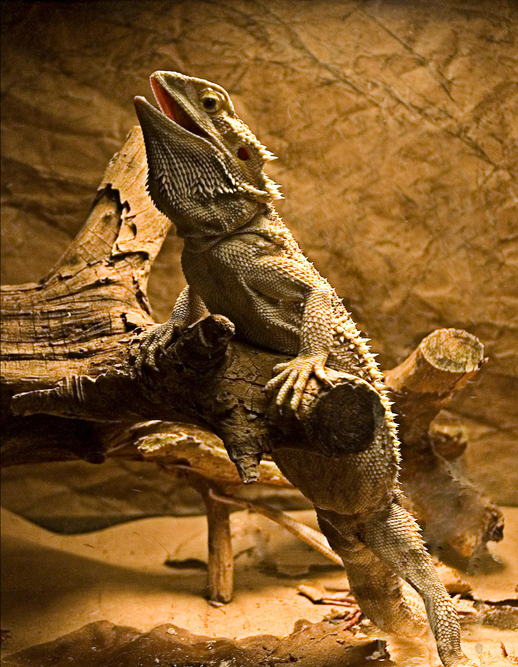 Bearded Dragon No. 1 STOCK by slephoto