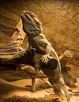 Bearded Dragon No. 1 STOCK