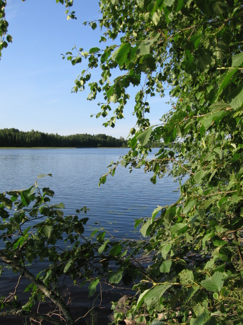 Behind the Branches