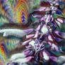 Salvia divinorum Hyperspace Timetravel Matrix