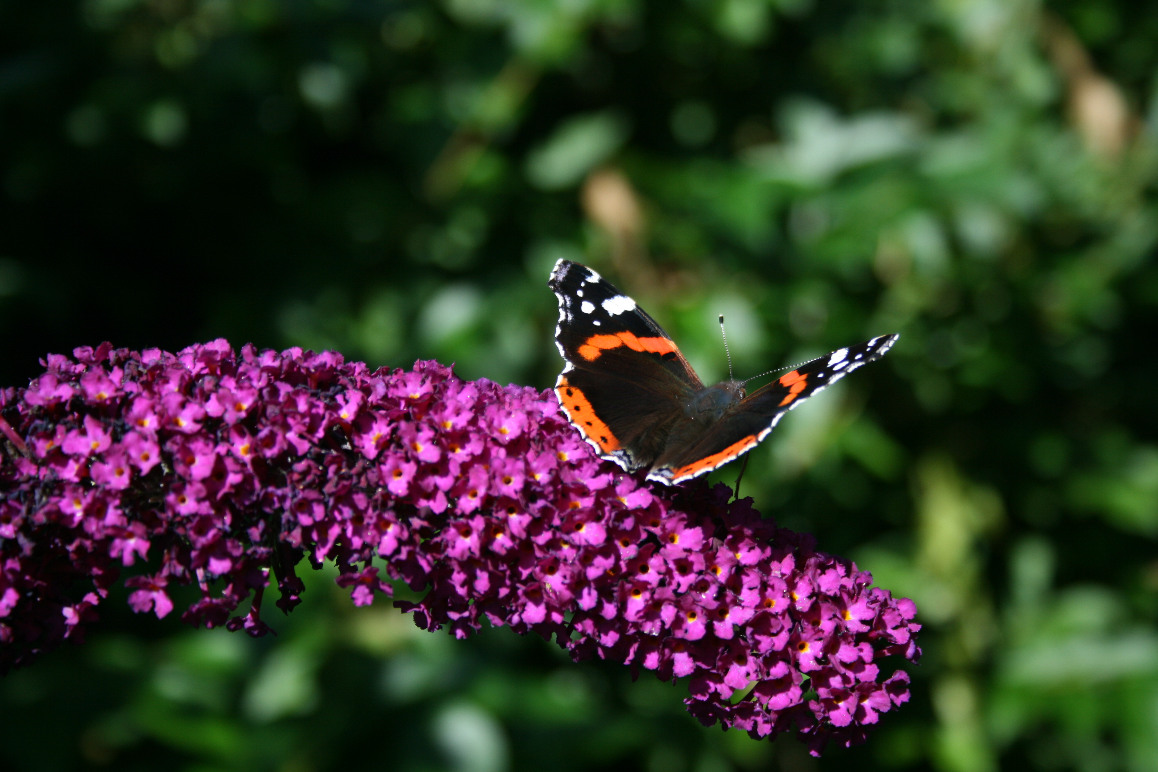 Red Admiral