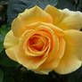 Yellow rose