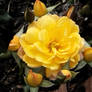 Yellow Rose with its ornaments
