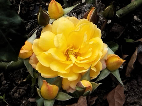 Yellow Rose with its ornaments