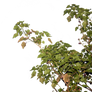 pohon jarak