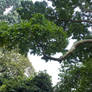 tree 4