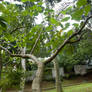 branch 1