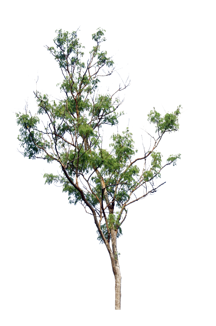 tree PNG by blur-stock on DeviantArt