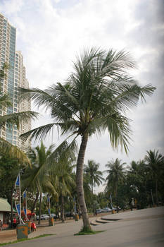 coconut tree