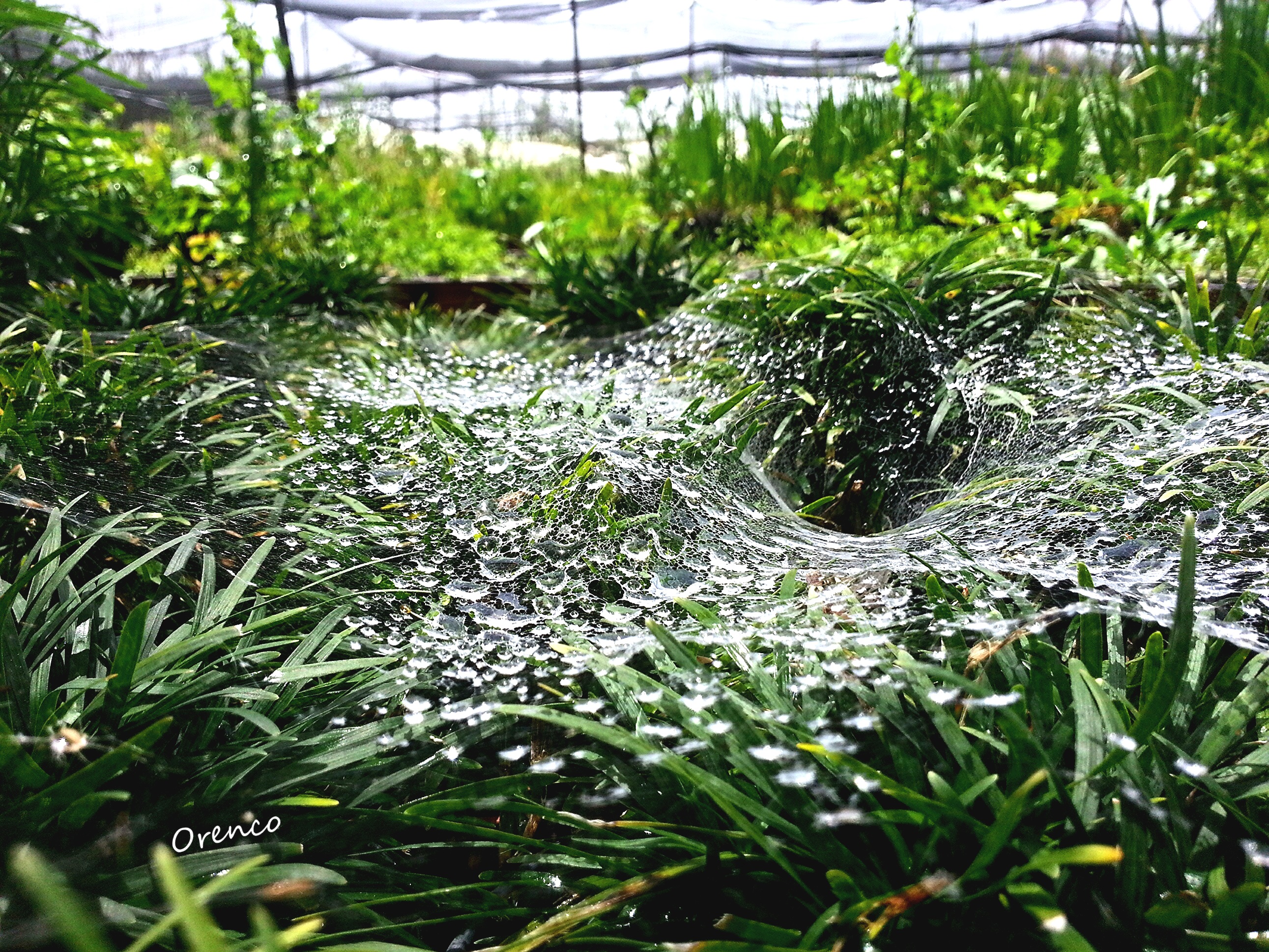 Morning web