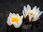 Lotus Flower by HayesPhoto