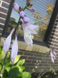 Church Flowers