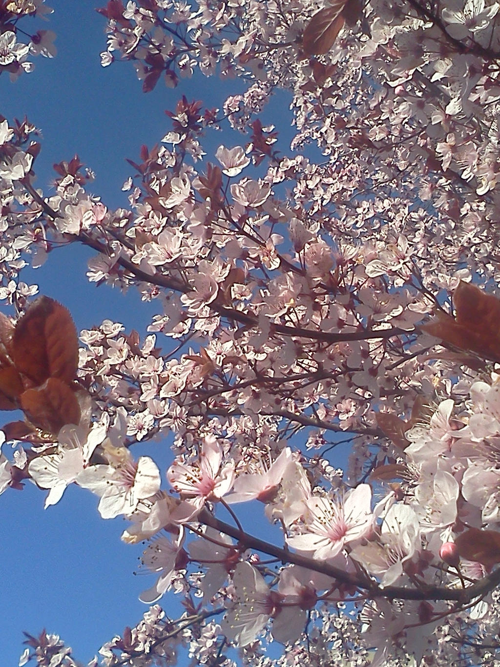 Blooming Blossoms