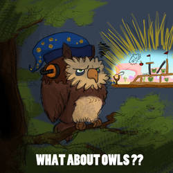 What about owls?