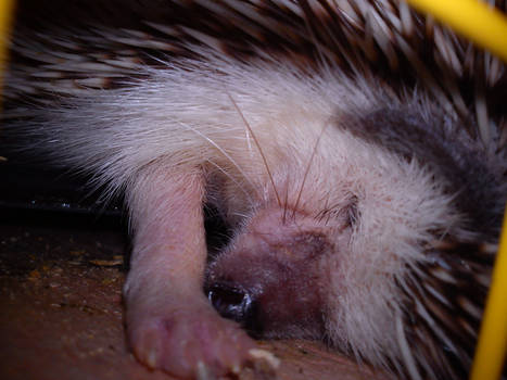 Mocca, my african pygmy hedgehog