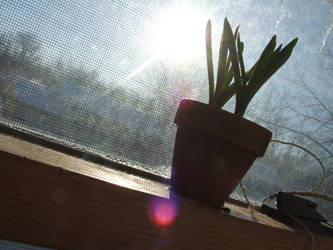 Crocuses And Light