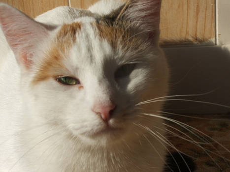 White Cat, Green Eyes