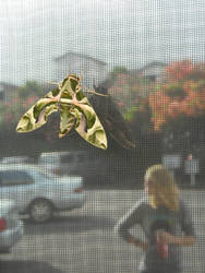 Moth Against Screen