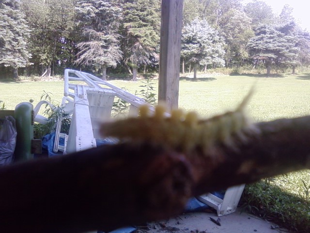 Random Caterpillar of Awesomness