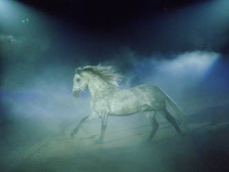 Andalusian stallion 02