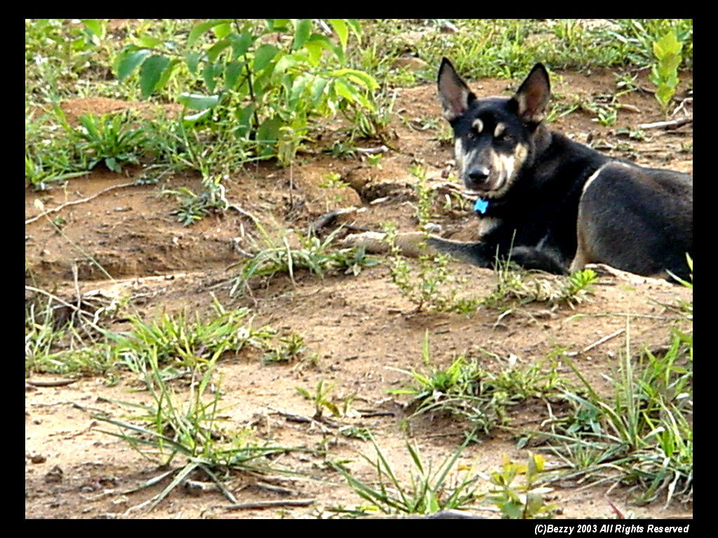 My dog in a rut by bezzy on DeviantArt