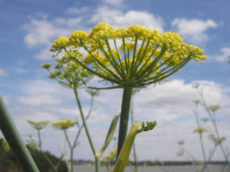 Yellow Flower