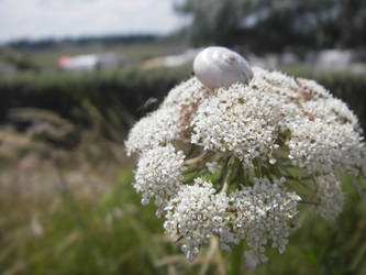 White Flower