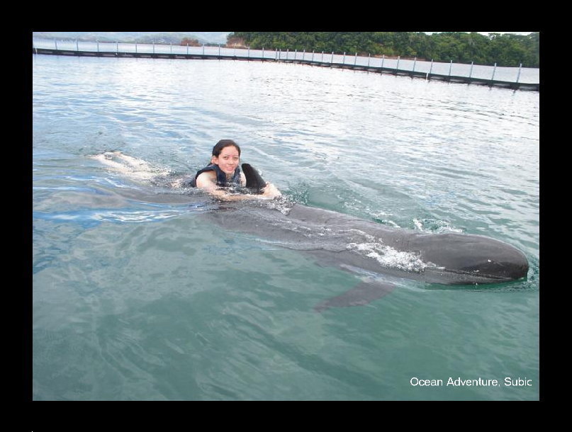 Whale Encounter- Dorsal swim