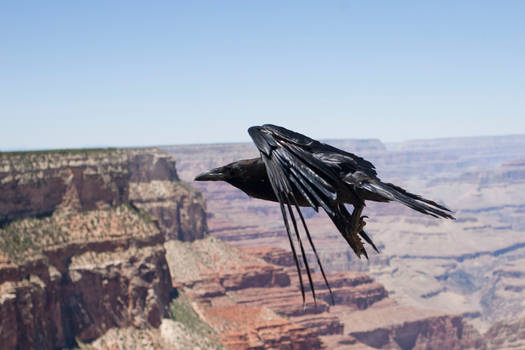 Arizona Raven