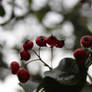 Forest berries