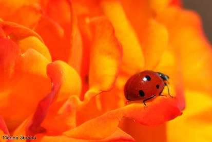 Spring in my garden 2