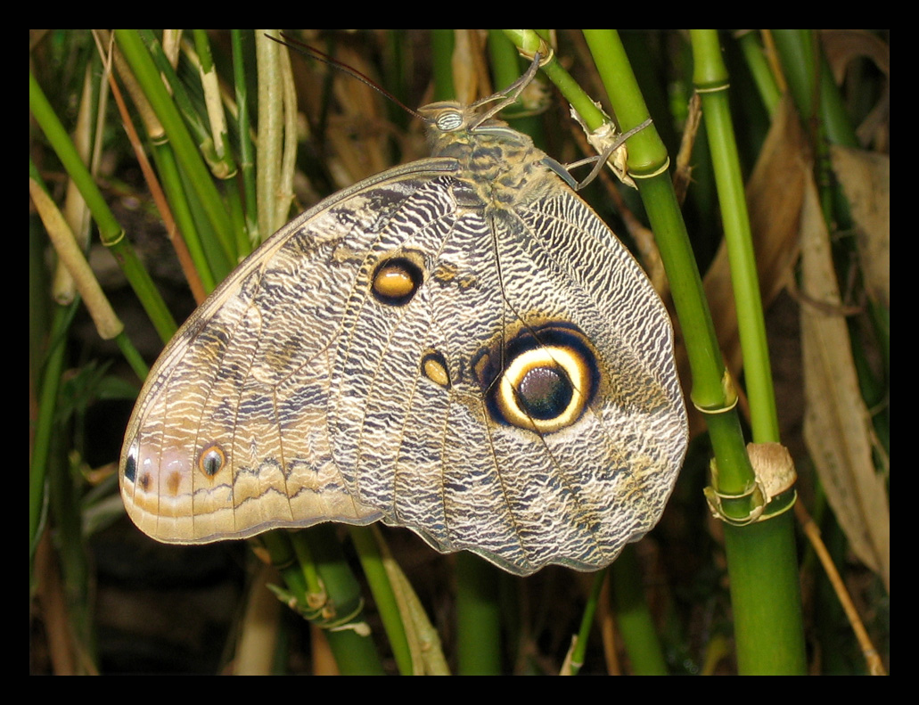 Snake...or....Butterfly