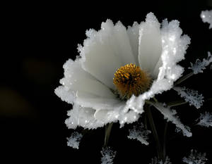 ice flowers