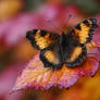 Autumn Wears Its Wings