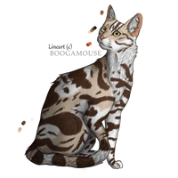 Free Feline Adoptable (CLOSED)