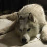 Tundra, In Mourning