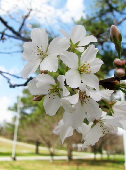 Blooming Tree