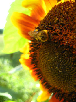 The Sunflower and the Bee