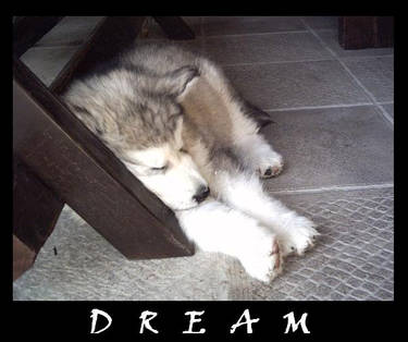 Dream