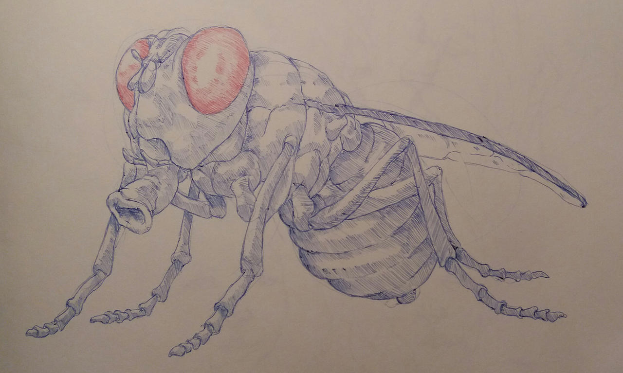 Insect Biro Study Insect study 3 by BastianConst on DeviantArt