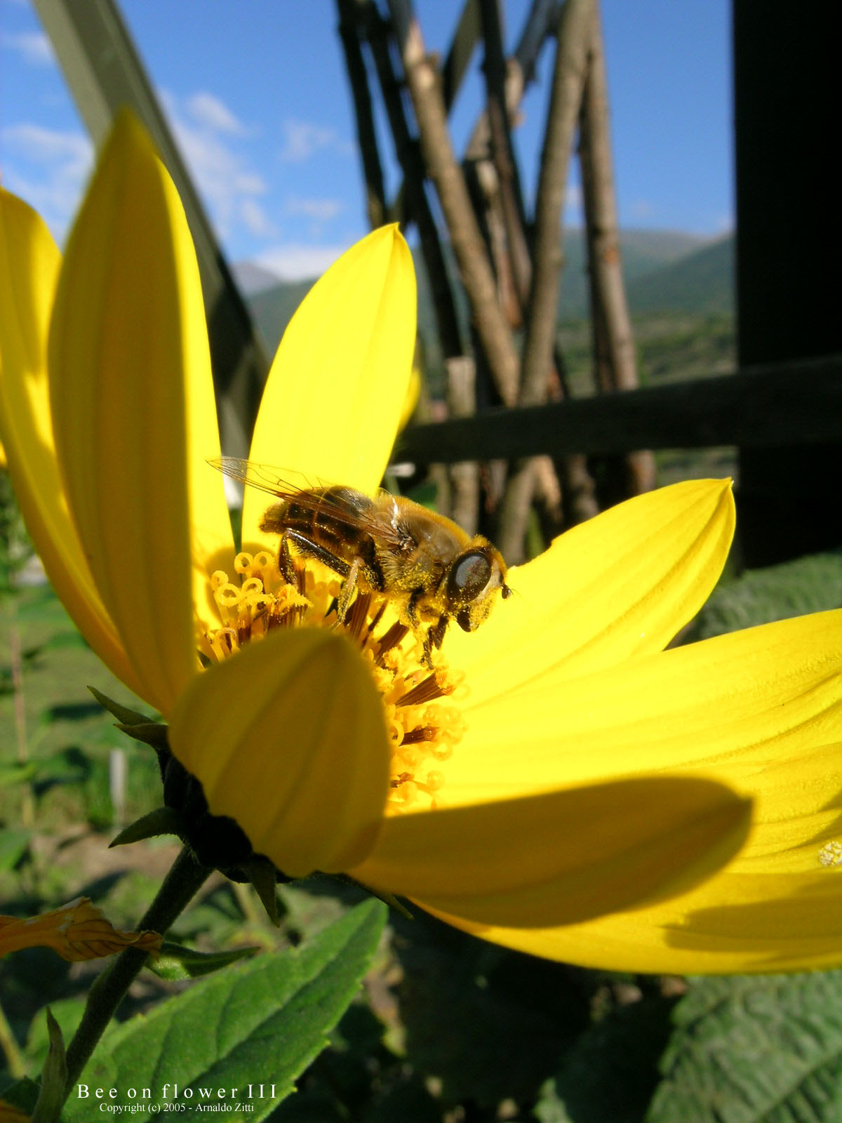 Bee on flower - III